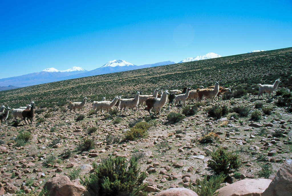 Солончаки пустыни Атакама.