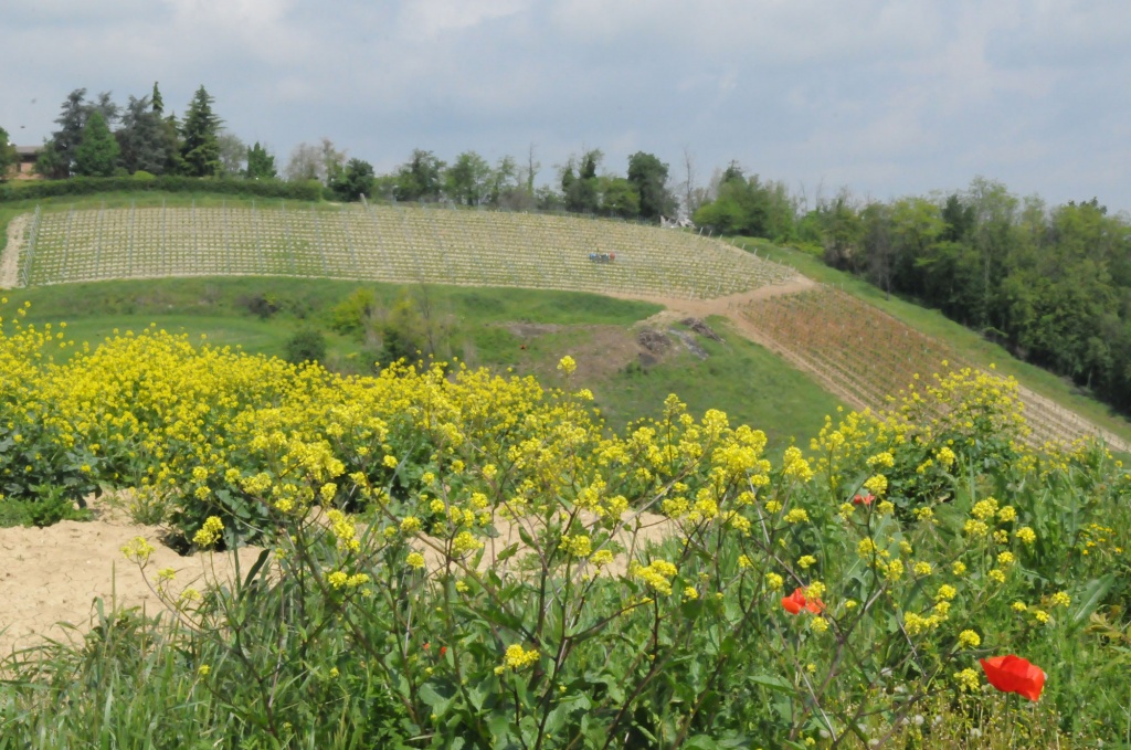 Ландшафт виноградников в Пьемонте.