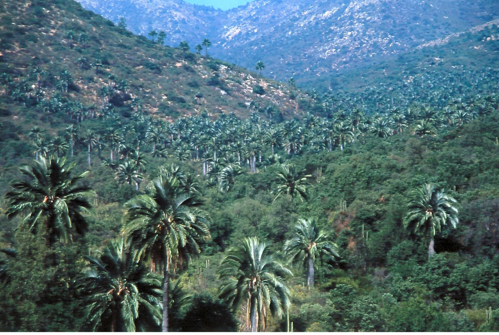 Национальный парк Лас Пальмас де Кокалан