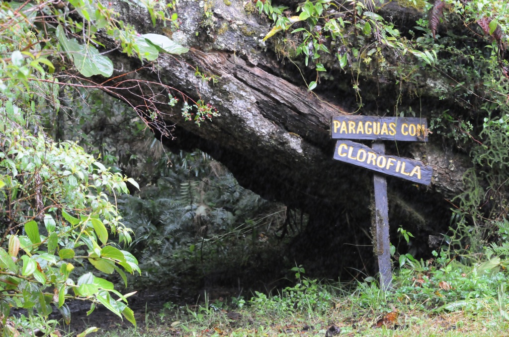 Панама. Национальный парк Ла Амистад.