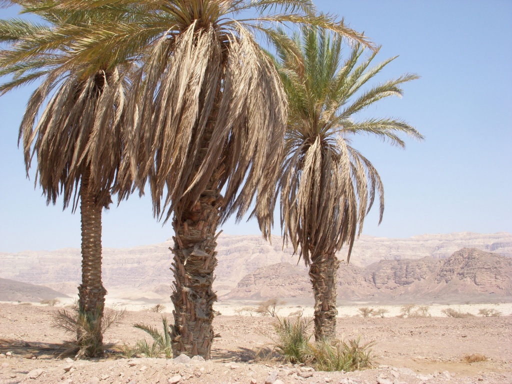 Пустыня Негев. Дорога благовоний - древние города в пустыне Негев.