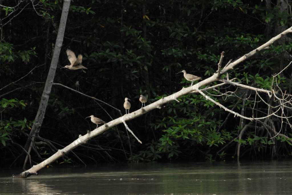 Панама. Национальный парк Дарьен.