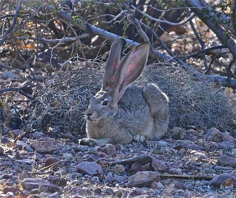Дамба Гувера и Озеро Мид
