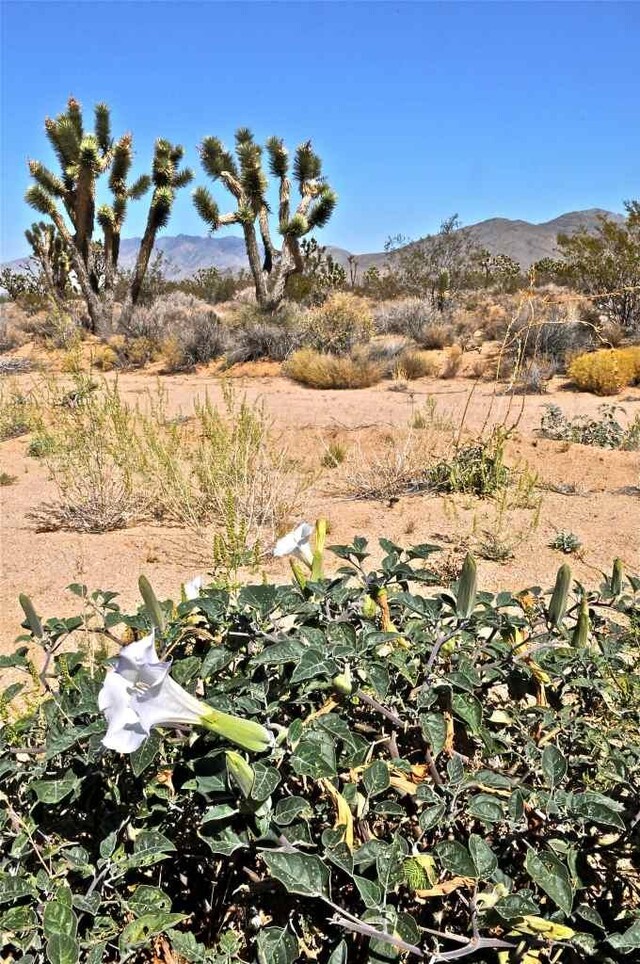 Национальный парк Пустыня Мохаве
