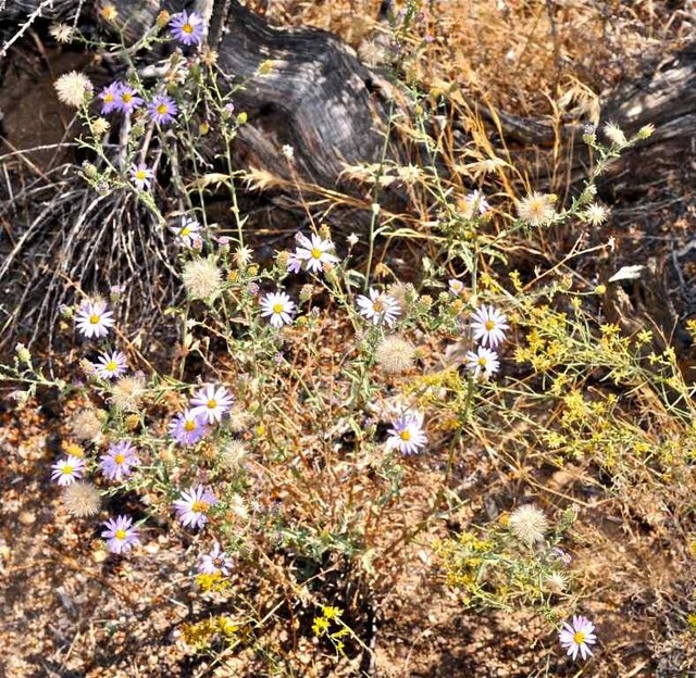 Национальный парк Пустыня Мохаве