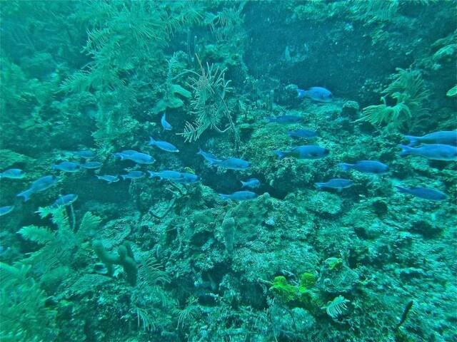 Белизский Барьерный риф