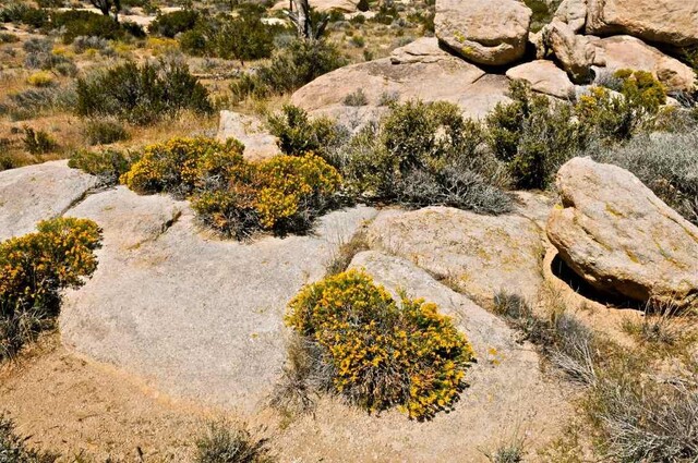 Национальный парк Пустыня Мохаве