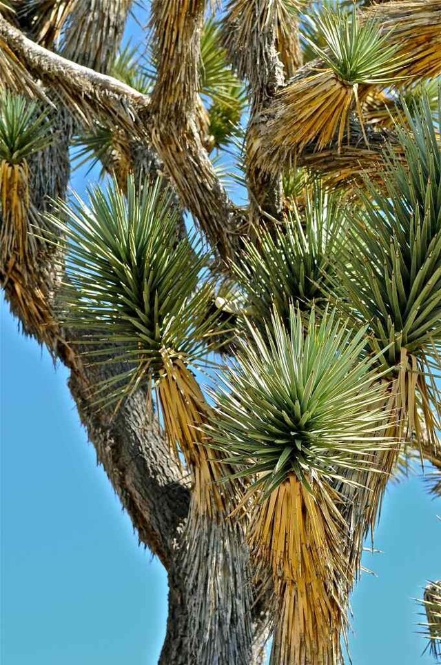 Национальный парк Пустыня Мохаве