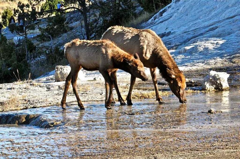 Национальный парк Йеллоустоун, Геотермальные источники Мамонт