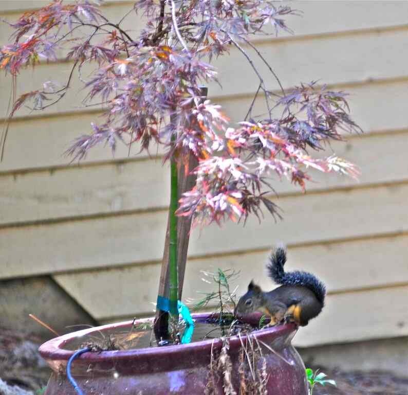 Национальный парк Йосемити.