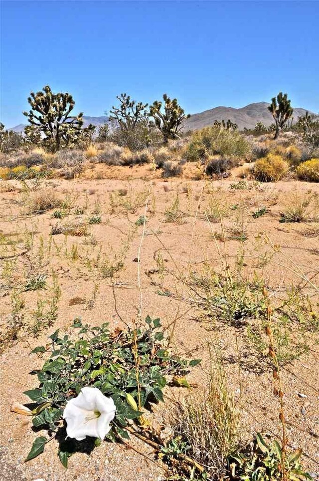 Национальный парк Пустыня Мохаве