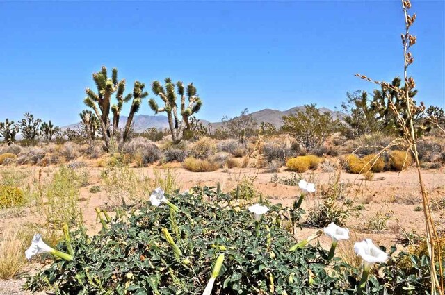 Национальный парк Пустыня Мохаве