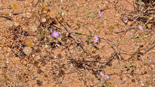 Национальный парк Пустыня Мохаве
