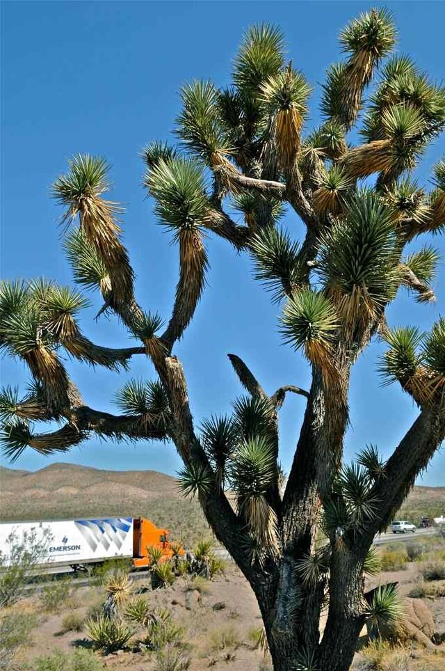 Национальный парк Пустыня Мохаве